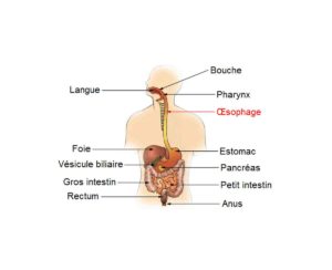 L'œsophage - Anatomie, rôle et péristaltisme œsophage