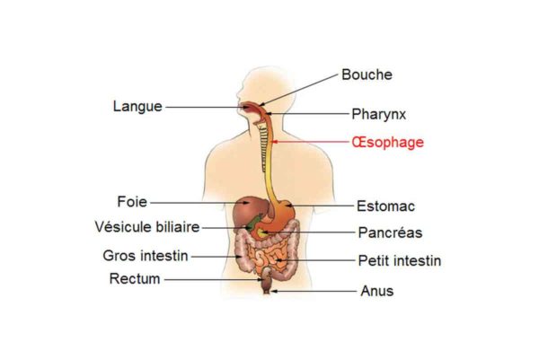 œsophage