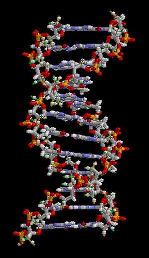 Double hélice de l'ADN