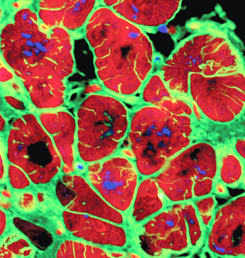Cardiomyocites