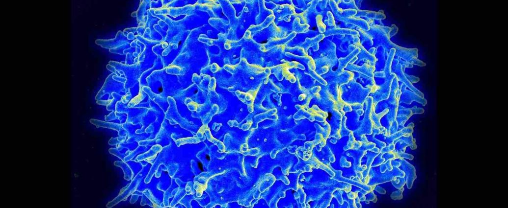 Cellule T - Lymphocyte 