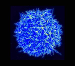 La cellule – Introduction et structure de la cellule – Vue scientifique et holistique Cellule T - Lymphocyte