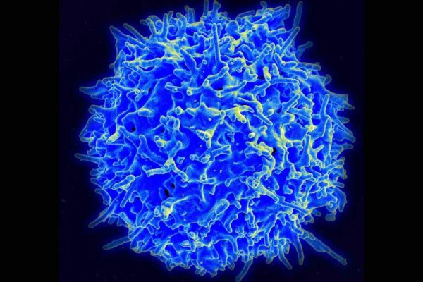 Cellule T - Lymphocyte 