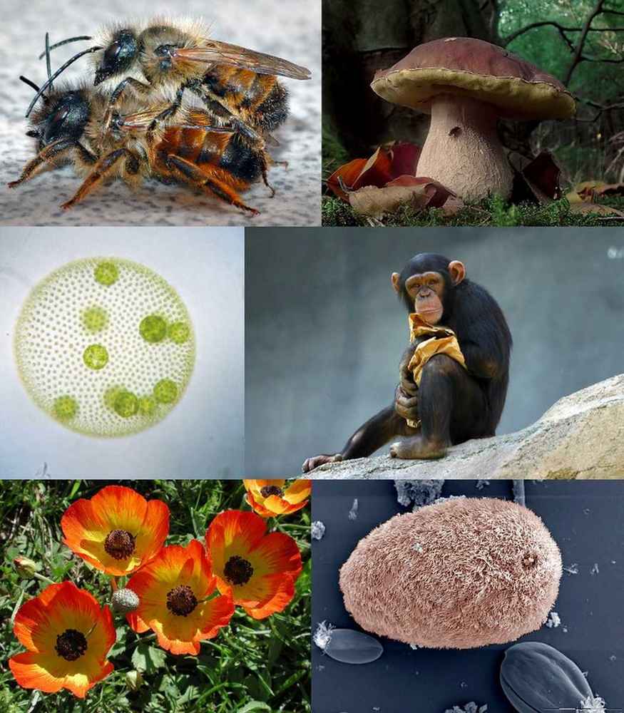 Eucaryotes
