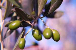 Olives