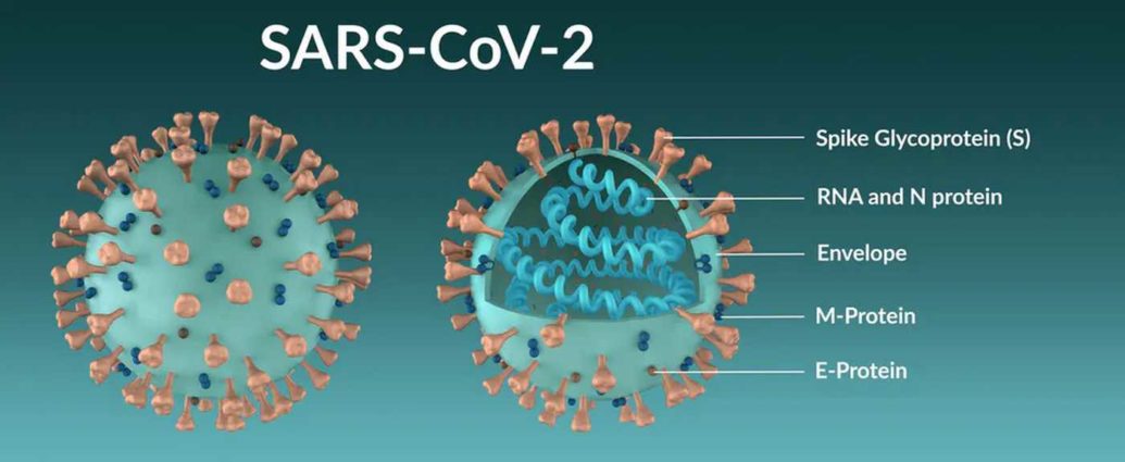 Mutation Covid-19