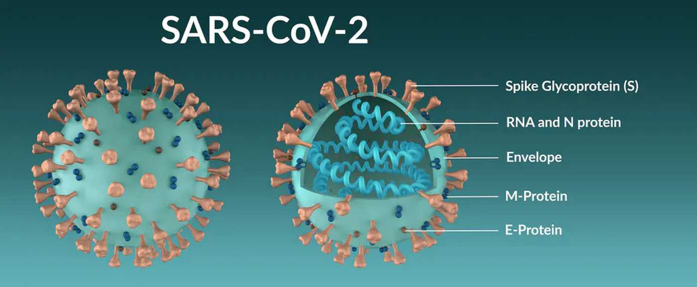 Mutation Covid-19