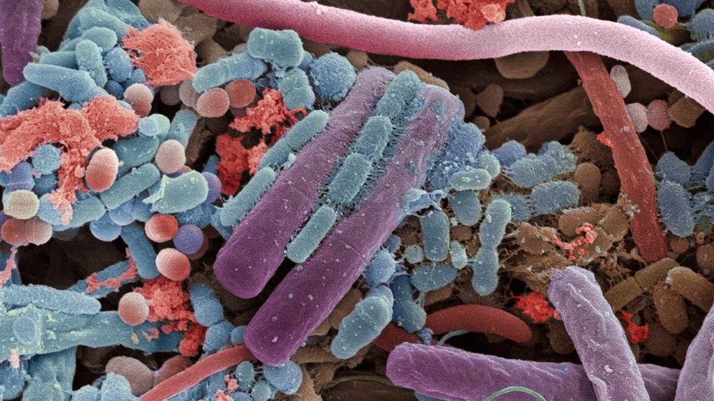 Microbiote intestinal - Bactéries intestinales