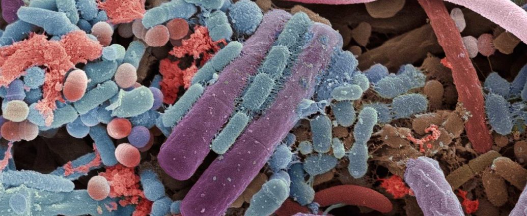 Microbiote intestinal - Bactéries intestinales