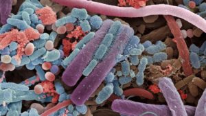 Microbiote intestinal - Bactéries intestinales