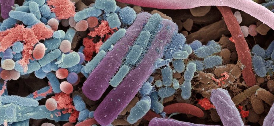 Microbiote intestinal - Bactéries intestinales