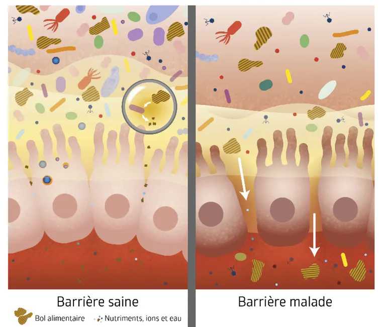 Microbiote Barrière saine et malade