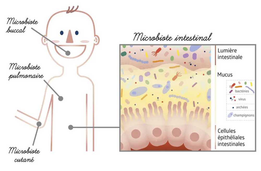 Microbiote