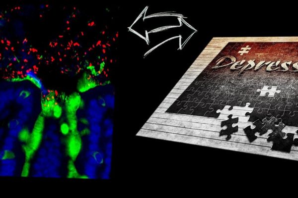 Microbiote - Dépression