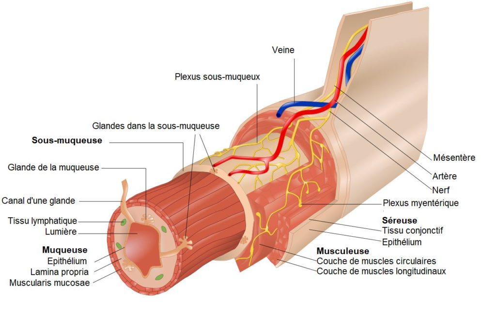 Tuniques du tube intestinal
