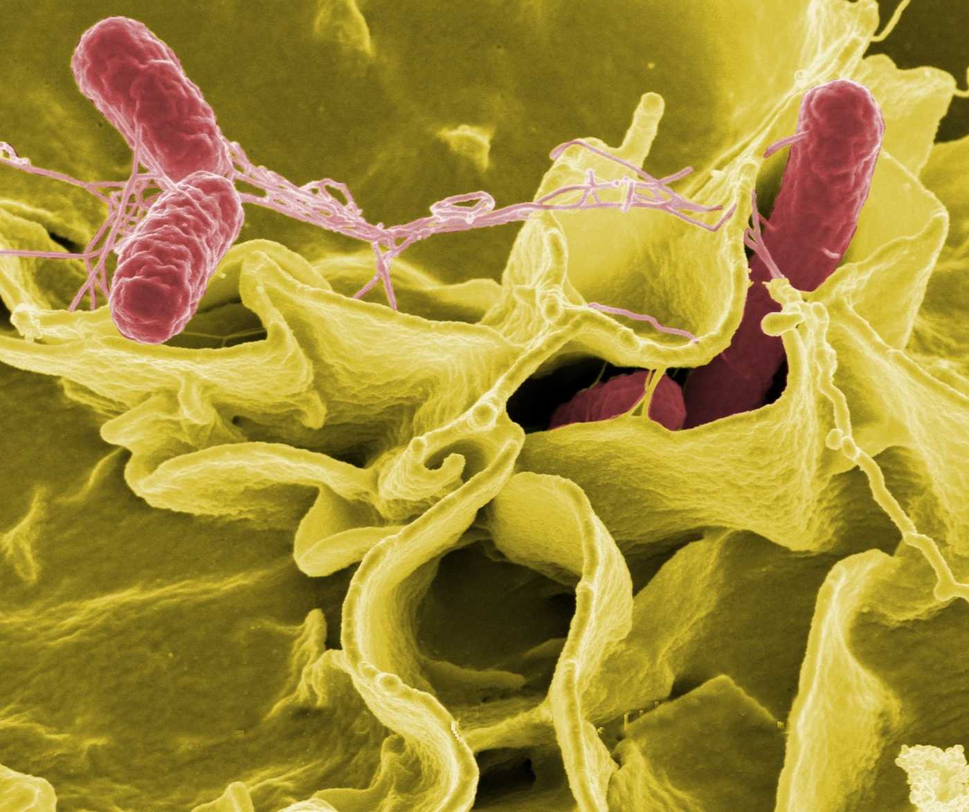 Bactérie Salmonella - Bactérie Salmonella, un risque potentiel si on consomme de produits crus, très souvent d'origine animale Bactérie Salmonella - Bactérie Salmonella, un risque potentiel si on consomme de produits crus, très souvent d'origine animale
