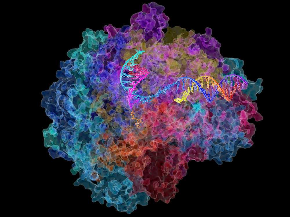 Structure de l'enzyme ARN polymérase II - Il s’agit de l’enzyme des cellules de mammifères qui catalyse la transcription de l’ADN en ARN messager, cette molécule qui à son tour dicte l’ordre des acides aminés dans les protéines. Enzyme ARN polymérase II - Structure de l'enzyme ARN polymérase II - Il s’agit de l’enzyme des cellules de mammifères qui catalyse la transcription de l’ADN en ARN messager, cette molécule qui à son tour dicte l’ordre des acides aminés dans les protéines.