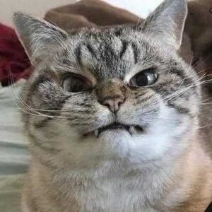 Chat en colère
