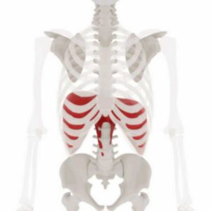 Diaphragme