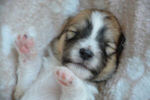 Chiot
