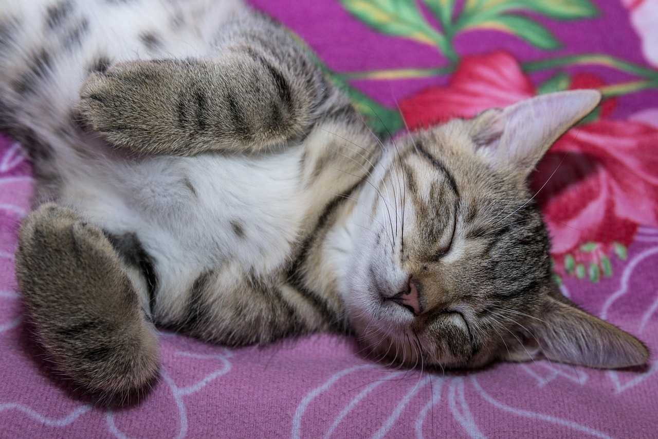 Chat endormi