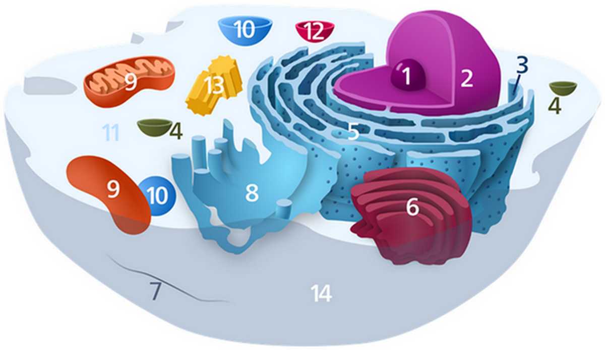 Structure de la cellule - Les organites présents dans le cytoplasme